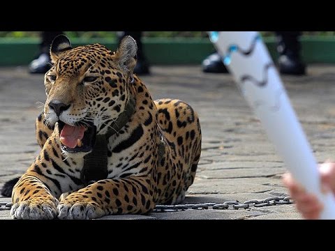 Sous-vêtements enflammés, colombes grillées, jaguar abattu les ratés du  relais de la flamme olympique 
