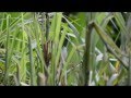 Rufescent prinia prinia rufescens extrema calls