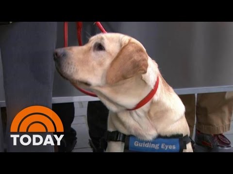 Wrangler, Our Puppy With A Purpose, Celebrates 1 Year | TODAY