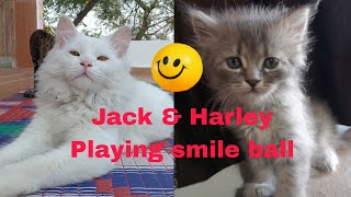 Jack & Harley playing smile ball game 😀 #cats#catlover#catshorts #catsofyoutube by The Cats Time 109 views 3 months ago 4 minutes, 12 seconds