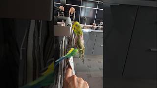 Budgies in the kitchen / Волнистые попугайчики на кухне