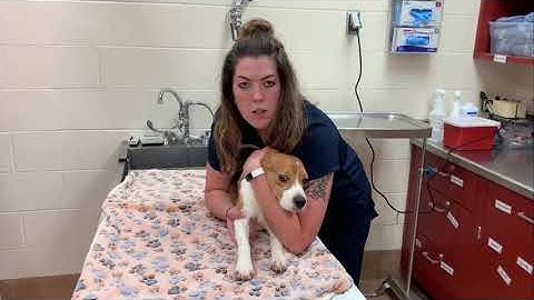 VTHT 1301 AVMA video task project