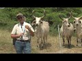 Trabajo Ganadero Ganadería Zorrillos  - campo - Mundo del Campo