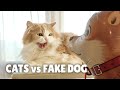 Cats vs fake dog  kittisaurus