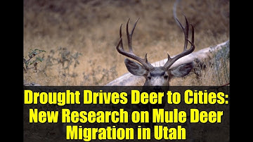 Drought Drives Deer to Cities: New Research on Mule Deer Migration in Utah