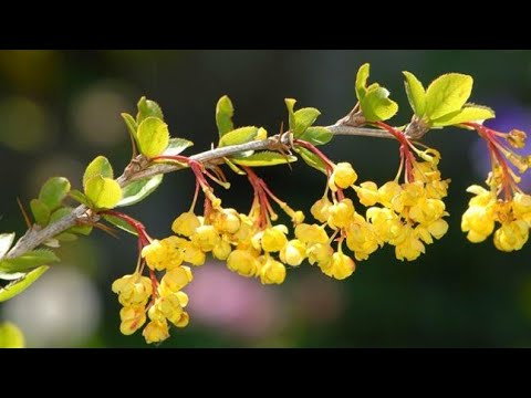 Video: Žutika Je Lijepa, Ukusna I Zdrava