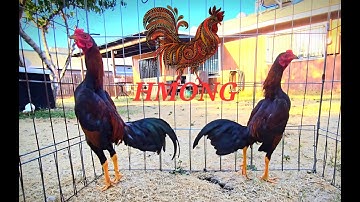 Qaib Hmoob Mini Bantam Chickens