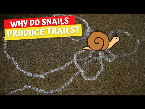 Wideo: Co to jest szlak ślimaków?