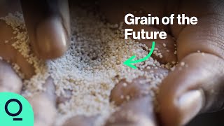 This Drought-Resistant Grain Could Feed a Warmer World