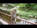 Funny monkeys macritchie reservoir park singapore