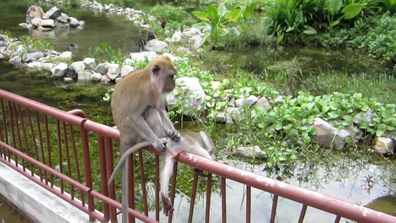 Funny Monkeys MacRitchie Reservoir Park Singapore YouTube Funny Monkeys MacRitchie Reservoir Park Singapore YouTube