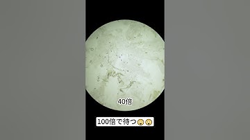 オクラを400倍に拡大するのは本当にクールだ！   #microscope #science #sciencemicroscope