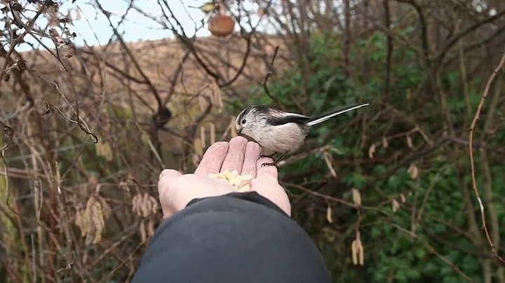 robins & a long tail tit hand feeding - DayDayNews