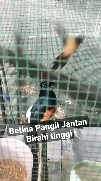 Murai Betina panggil Murai Jantan Birahi Tinggi