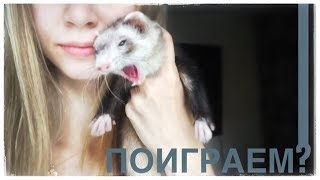 VLOG #5: ЖИЗНЬ С ХОРЬКОМ В КВАРТИРЕ / SONYA ANTOSHKA VLOG #5: ЖИЗНЬ С ХОРЬКОМ В КВАРТИРЕ / SONYA ANTOSHKA