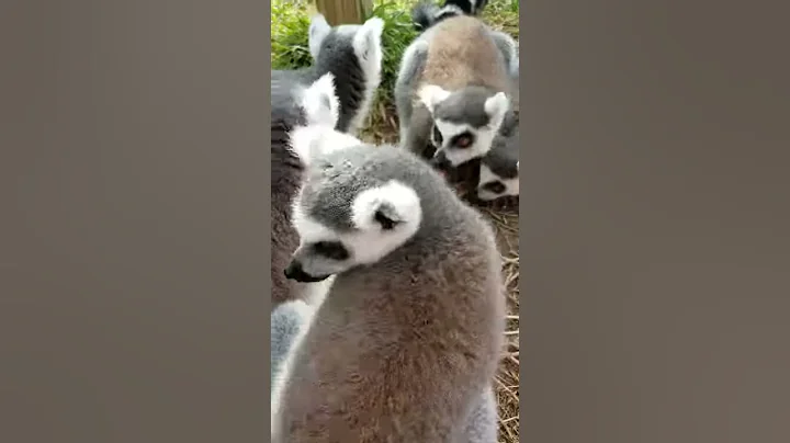 Lemur Sanctuary!!