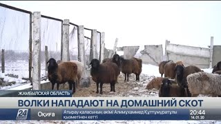 Волки держат в страхе села в Жамбылской области