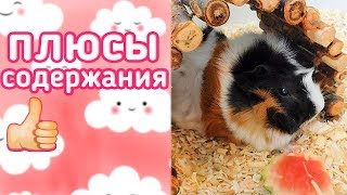 КАКИЕ ЕСТЬ ПЛЮСЫ В СОДЕРЖАНИИ МОРСКИХ СВИНОК??? КАКИЕ ЕСТЬ ПЛЮСЫ В СОДЕРЖАНИИ МОРСКИХ СВИНОК???