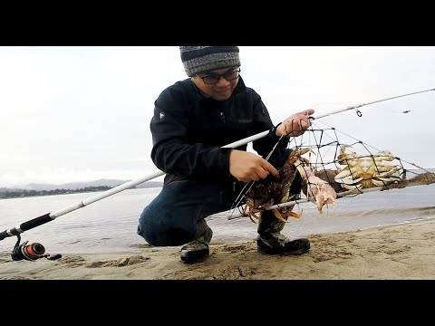Best Trap for Catching Crabs from Shore - Oregon Oregon 