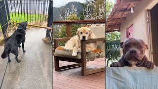 Dogs Who Fail At Being Dogs 😂