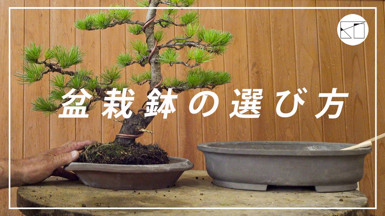 鉢映り 盆栽は鉢の選び方で鑑賞価値が大きく向上します 西川盆栽園 西川敏一 Youtube