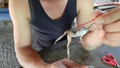 Chia Sẽ Cách Móc Nhái Đùn Không Xoay Và Tóm Thẻo Đôi Trợ Lực