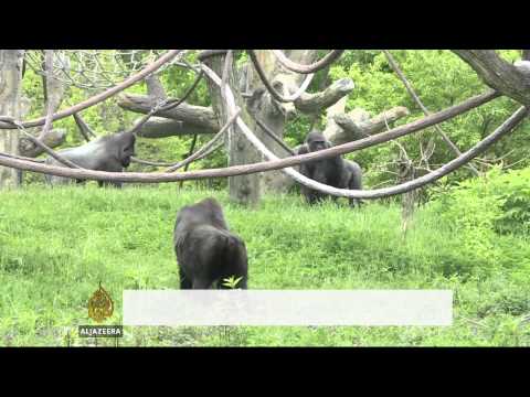 Chicago zoo creates gorilla-blood database