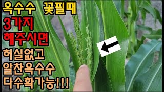 옥수수 꽃이필때 이렇게 해주면 허실없고 알찬옥수수수 다수확방법 3가지 #옥수수재배 #옥수수키우기 #옥수수추비주기