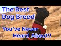English Staffy / Staffordshire Bull Terrier- The Best Overall Dog Breed for the Majority of People