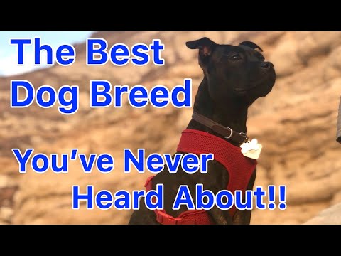 วีดีโอ: Staffordshire Bull Terrier Dog Breed Hypoallergenic สุขภาพและอายุขัย
