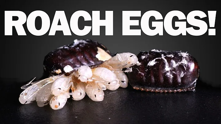 How many cockroaches are in one egg? (2023)