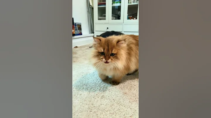 Watch the video about $1800 golden chinchilla kittens, Florida, USA #cat #cats #kitten