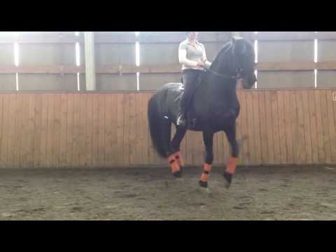 ReactorPanel saddle fit with Generalissimus Morgana, The Famous Stunt Horse.