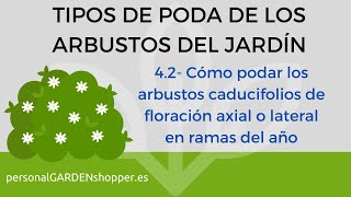 4.2- Cómo podar los arbustos caducifolios de floración axial o lateral en ramas del año