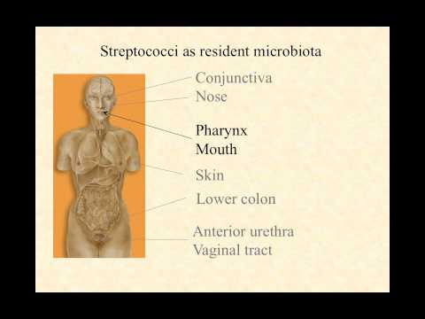 BIO2020 Episode 051: the streptococci part 1