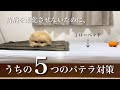 愛犬の持病パテラとの付き合い方