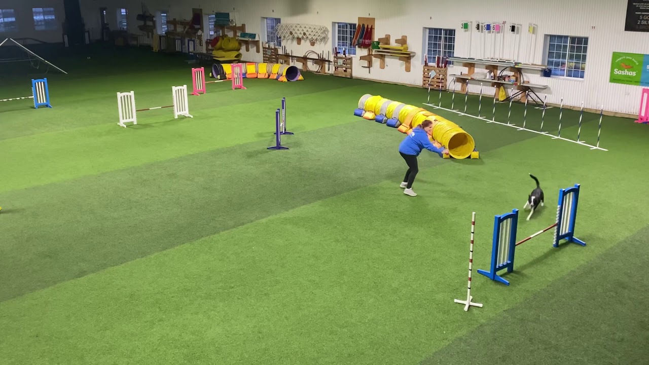 Dog Agility Training Exercises with Kayl McCann Weekly on Patreon