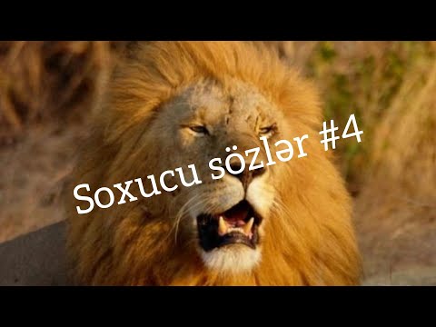 Soxucu sözler #4 Menali ve pecat sozler/Whatsapp status/Instagram videolari 2021