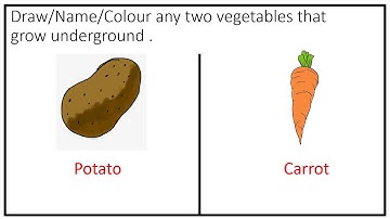 EVS CLASS 1 LESSON 14 SESSION 2: PLANTS (CONTINUED)