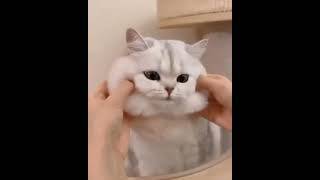 The cutest cats | So lovely by Sweet world🐾 11,909 views 1 year ago 1 minute, 29 seconds