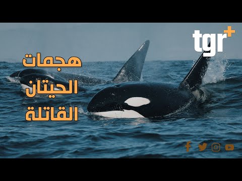 هجمات حيتان الأوركا القاتلة والأسباب مجهولة