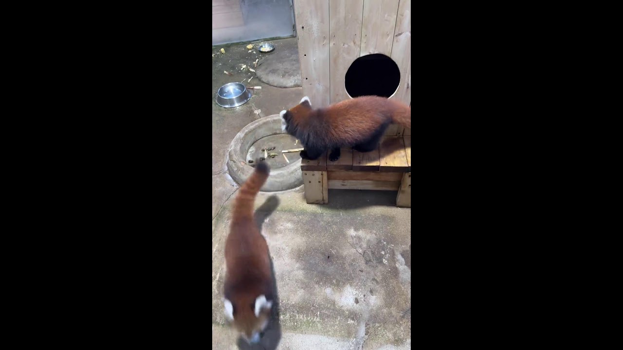 🔴 LIVE: Red Panda Fun