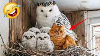 Try Not To Laugh Ultimate Funny Cats & Dogs Compilation Part 3