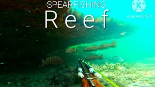 SPEARFISHING a REEF in SWFL?!