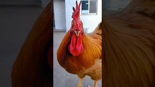 What a mighty rooster in rural China