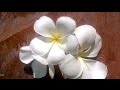 How to make Plumeria/ Frangipani gum paste blossoms