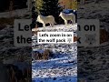 Watch The Arctic Wolf Pack LIVE рџђє Watch The Arctic Wolf Pack LIVE рџђє