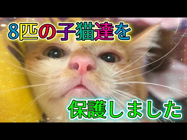 新たにまた8匹の子猫達を保護しました！いよいよ子猫在籍数50匹超え【We rescued 8 kittens】