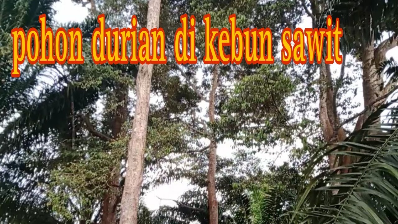 Durian di Kebun Sawit | Tumpang Sari Sawit dan Durian