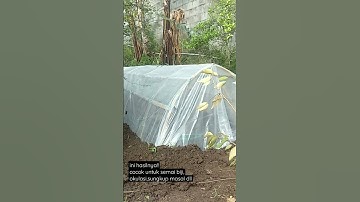 Thumbnail of Cara Membuat Greenhouse Sederhana Low Budget!!! Murah!!! Cuma Modal Bambu!